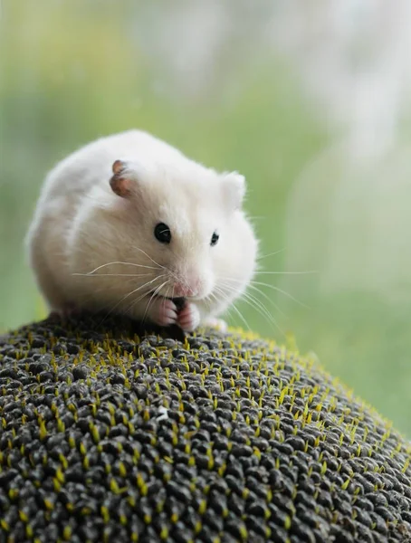 Hebzuchtige witte hamster eet stiekem zonnebloempitten — Stockfoto