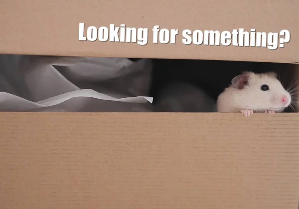 Kutuda bir hamster arıyorum.