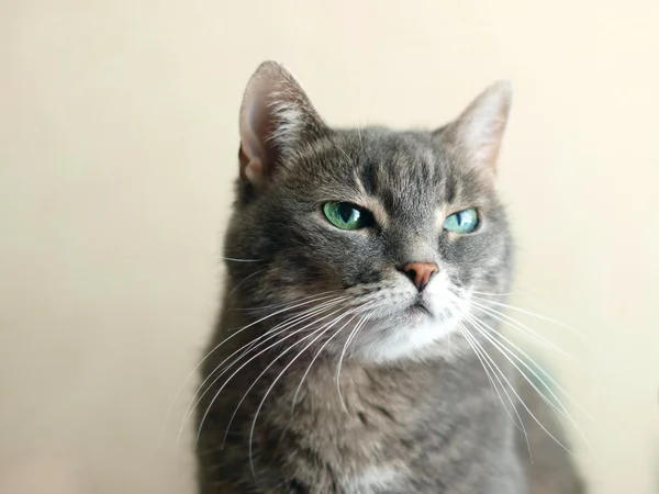 Disprezzo emozione negli occhi dei gatti — Foto Stock