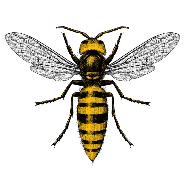 Frelon Geant Asiatiqueストックベクター ロイヤリティフリーfrelon Geant Asiatiqueイラスト Depositphotos