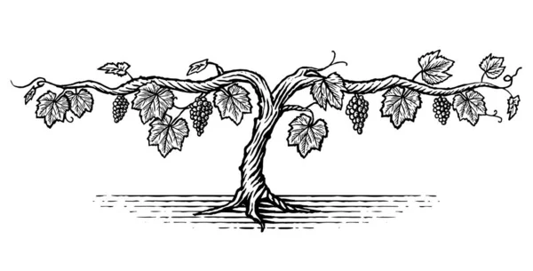 Ручная Иллюстрация Виноградной Лозы Гроздьями Винограда Винтажном Стиле — стоковый вектор