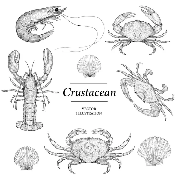 Crustacean Vector Illustrationen Krabben Garnelen Garnelen Hummer Scollop Schale — Stockvektor