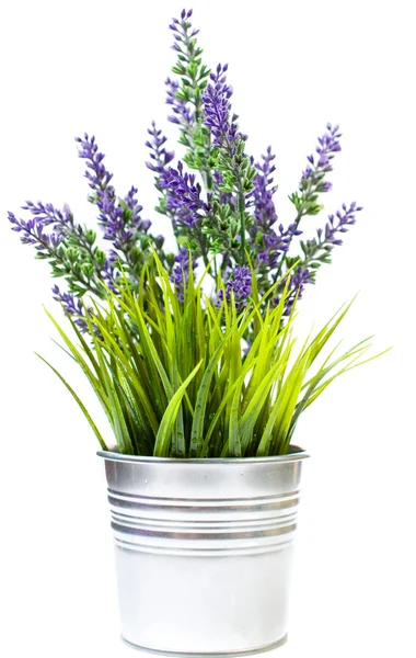 Lavender bucket — Stock Photo, Image