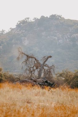 Dağın önünde, kuru sarı tarlanın ortasında kuru bir ağaç. Soughern California manzarası. Parktaki yaşlı ağaç..