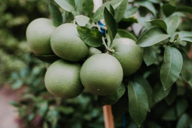 Greyfurt yetiştirip budamak - ağaç dallarının kırılmasını desteklemek.