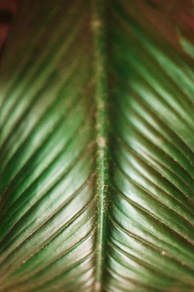 Natural Green Leaf Macro Background Abstract Natural Backdrop — Stock Photo, Image