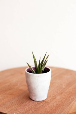 Güzel ev bitkileri ahşap masa üzerinde güzel saksılarda fotokopi alanı ile. Beyaz tencerede küçük zebra bitkisi