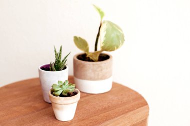 Güzel ev bitkileri ahşap masa üzerinde güzel saksılarda fotokopi alanı ile. Zebra bitkisi ve sempervivum royanum ve bebek kauçuk bitkisi beyaz seramik ve kil kaplarda
