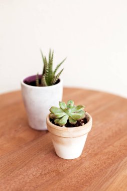 Güzel ev bitkileri ahşap masa üzerinde güzel saksılarda fotokopi alanı ile. Zebra bitkisi ve sempervivum royanum bitkileri beyaz seramik ve kil kaplarda