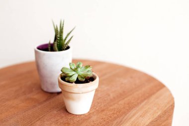 Güzel ev bitkileri ahşap masa üzerinde güzel saksılarda fotokopi alanı ile. Zebra bitkisi ve sempervivum royanum bitkileri beyaz seramik ve kil kaplarda