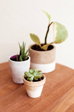 Güzel ev bitkileri ahşap masa üzerinde güzel saksılarda fotokopi alanı ile. Zebra bitkisi ve sempervivum royanum ve bebek kauçuk bitkisi beyaz seramik ve kil kaplarda