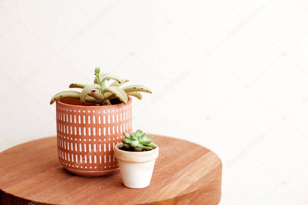Beautiful house plants in nice pots on wooden table with copy space. Panda plant in beautiful clay pot with print
