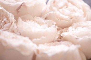 Beyaz ve pembe gül yaprakları, bulanık çiçekli odak arkaplanı dışında.