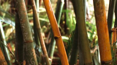 Tahrip edilmiş bambu ağacı gövdesi detayı. Bambu ağacı arkaplanı.
