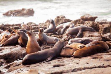 Fok balıkları ve deniz aslanları uçurumun ucunda dinleniyorlar. Deniz yaban hayatı.