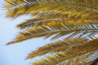 Palmiye ağacının arka planında mavi gökyüzü ve mavi okyanus fotokopi alanı bulunur. Tropik yaz arkaplanı.