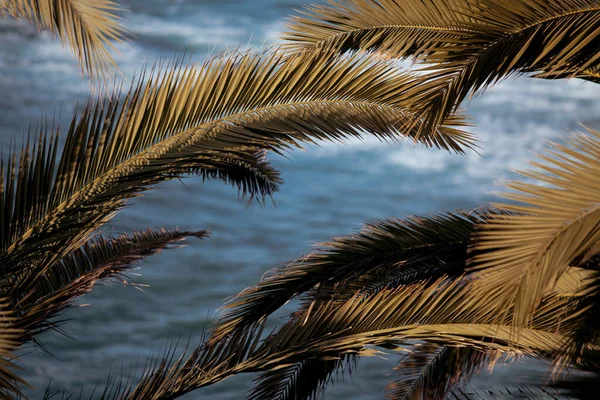 Palmenzweige Hintergrund Mit Blauem Himmel Und Blauem Meer Kopieren Raum — Stockfoto