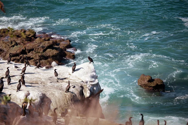 OCean birds resting on the rock - cormorands and pelicans against pacific ocean waves.