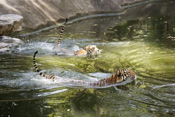 Deux tigres du Bengale nageant — Photo