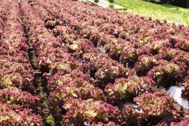 Organik sebze hidro phonic saç ekimi 