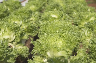 Organik sebze hidro phonic saç ekimi