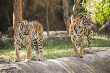 Yürüyen iki bengal Kaplanları