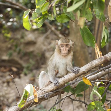 bir şey mi arıyorsunuz ve kanguru duran