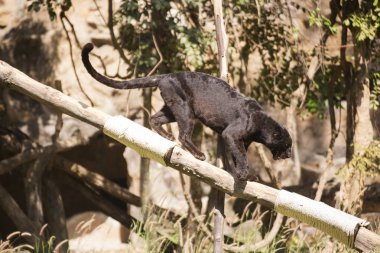 bir şey mi arıyorsunuz ve kanguru duran