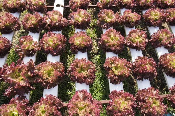 Hortaliças orgânicas Plantação hidrofônica — Fotografia de Stock