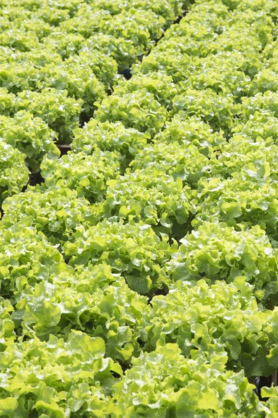 Ekologiczne warzywa hydro dźwiękowego plantacji — Zdjęcie stockowe