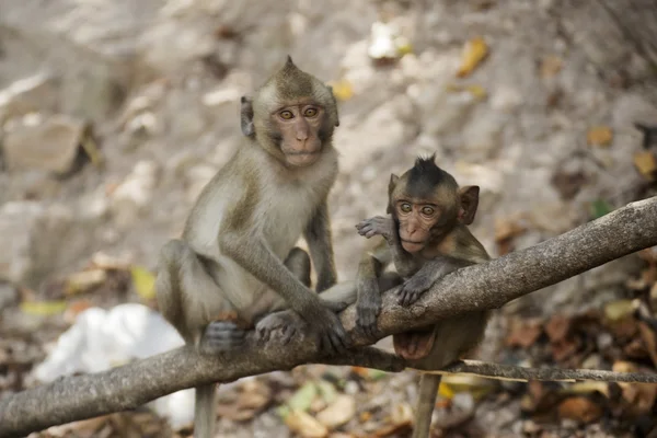 Twee Thaise aapjes — Stockfoto