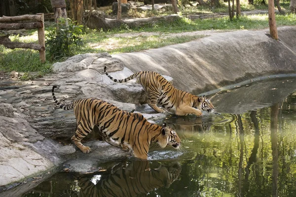 Dos tigres de Bengala — Foto de Stock