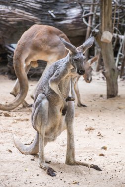 uyku bengal kaplanı