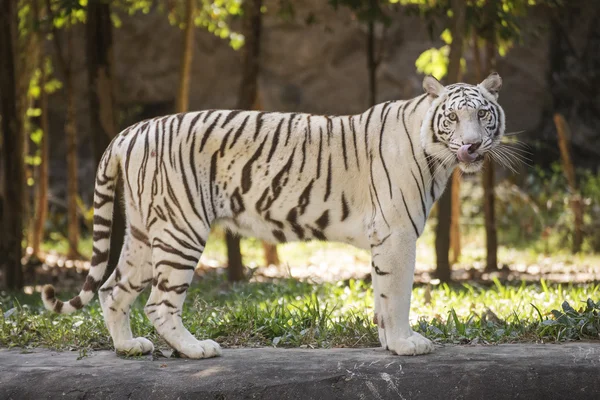 Den vita tigern — Stockfoto