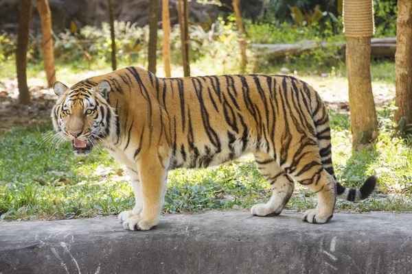 Bengal tiger walking — Stock Photo, Image