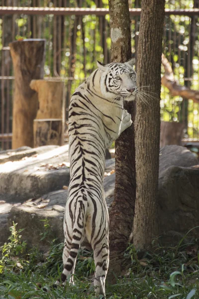 Den vita tigern hoppning — Stockfoto