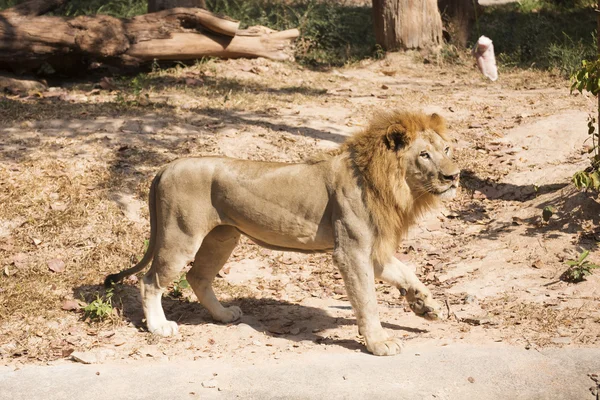 雄ライオンの歩行 — ストック写真