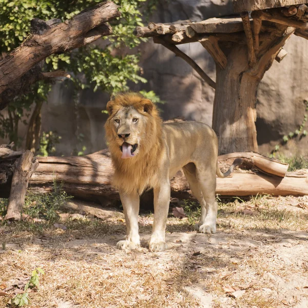 Male Lion walking — Stock Photo, Image