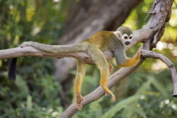 Singe écureuil sur une branche — Photo