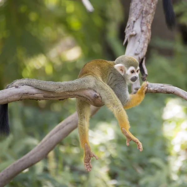 Macaco de esquilo em um ramo — Fotografia de Stock