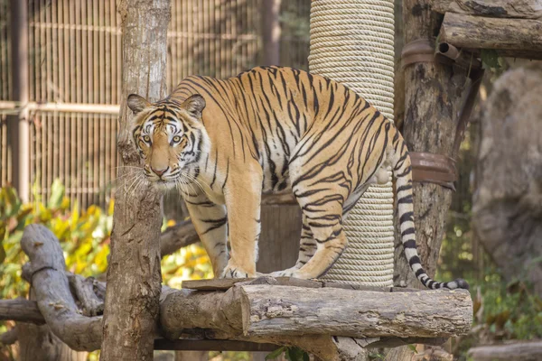 Tigre du Bengale debout — Photo