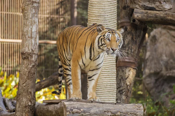 Tigre du Bengale debout sur le bois — Photo