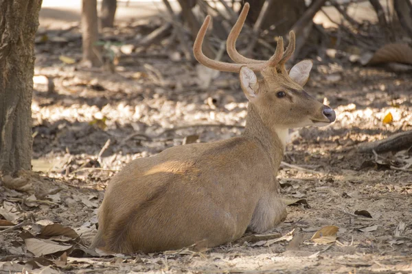 Sambar Deer Is Resting Royalty Free Stock Photos