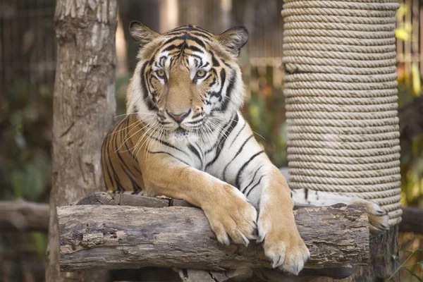 Bengalisk Tiger på trä vilar — Stockfoto