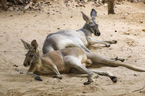 Kangourous relaxant sur le sol — Photo