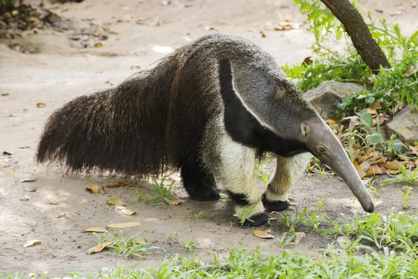 Giant ant eater promenader — Stockfoto