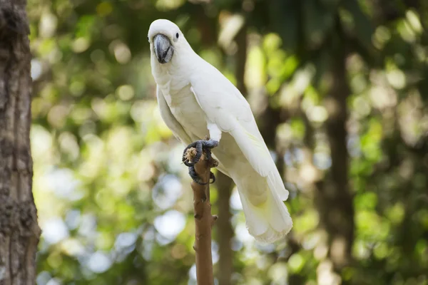 A White Cockatoo — Stock Photo, Image