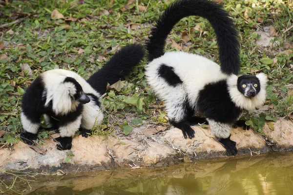 2 つの黒と白のエリマキキツネザル — ストック写真