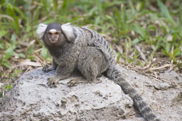 Närbild Marmosettapa — Stockfoto