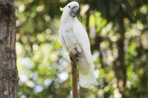 A White Cockatoo — Stock Photo, Image